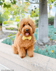 Yuzu Yellow Linen Dog Bow Tie - SUNNY TAILS