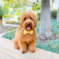 Yuzu Yellow Linen Dog Bow Tie | Snap Over Collar Bow Tie | Shop Sunny Tails