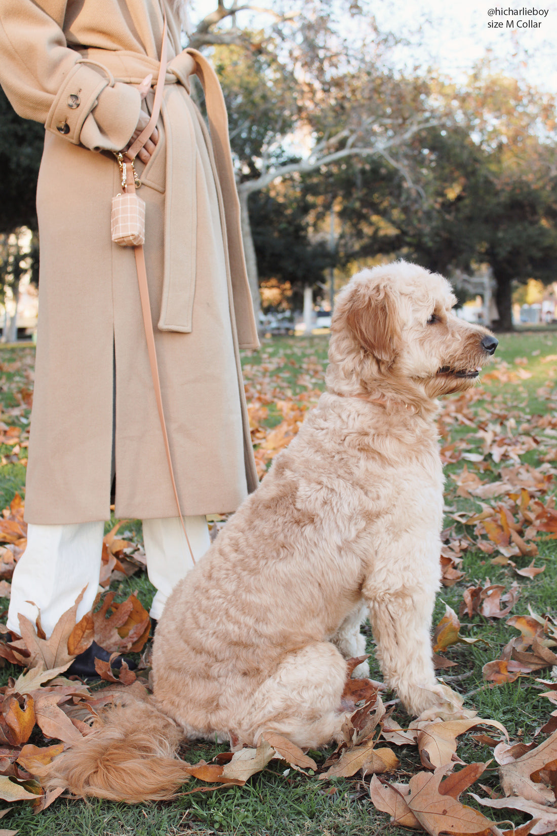 Chai Brown Convertible Hands Free Cloud Dog Leash | Multifunctional, Waterproof, and Lightweight Dog Leash | Shop Sunny Tails