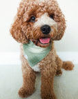 Moss Green Flannel Dog Bandana - SUNNY TAILS