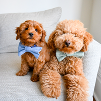 Basil Herringbone Dog Bow Tie | Dog Bow Tie | Shop Sunny Tails