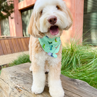 Jurassic Bark Dinosaur Dog Bandana | Mint Green Snap On Dog Bandana | Shop Sunny Tails