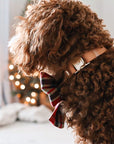 Chai Brown Waterproof Dog Collar | Brown Taupe Quick Release Collar | Available in 3 Sizes | Durable Dog Collars | Shop Sunny Tails