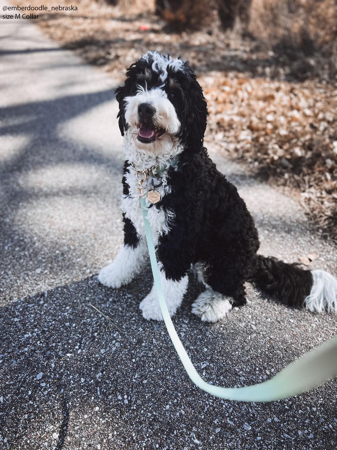 Pistachio Green Waterproof Dog Collar | Sage Green Dog Collar | Available in 3 Sizes | Durable Dog Collars | Shop Sunny Tails