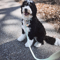 Pistachio Green Waterproof Dog Collar | Sage Green Dog Collar | Available in 3 Sizes | Durable Dog Collars | Shop Sunny Tails