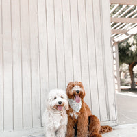 Daisies Field Dog Bandana | Floral Dog Bandana | Shop Sunny Tails