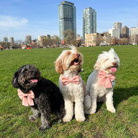 Peach Pink Linen Dog Bow Tie | Snap Over Collar Dog Bow Tie | Shop Sunny Tails