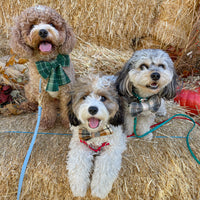 Forest Plaid Flannel Dog Sailor Bow