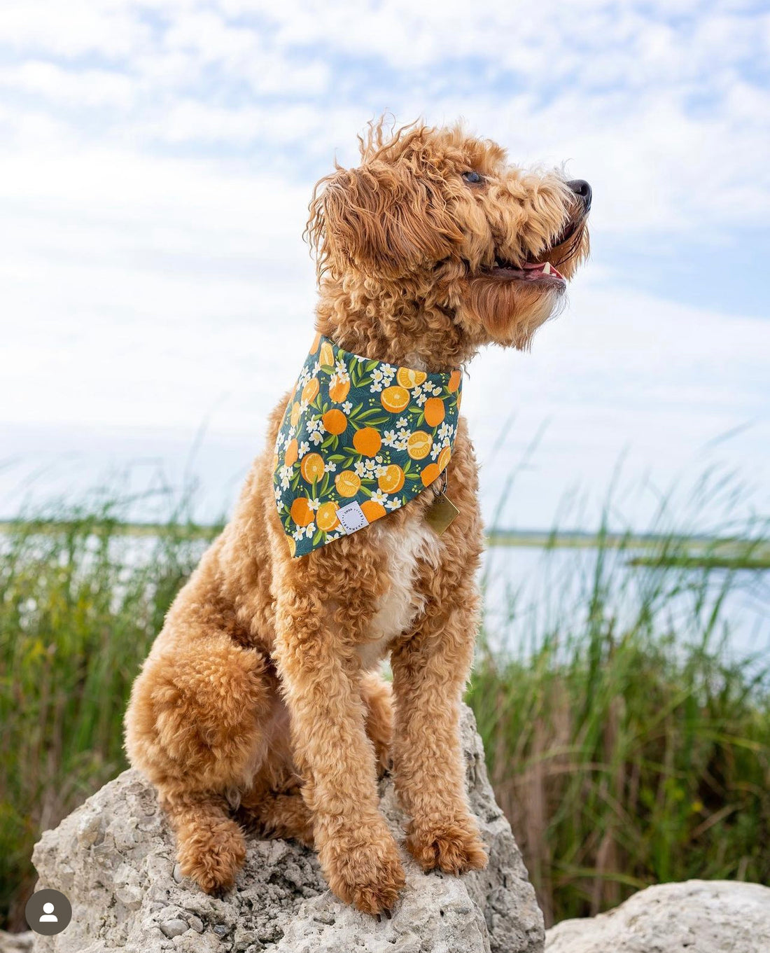 Simply The Zest Oranges Dog Bandana