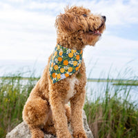 Simply The Zest Oranges Dog Bandana