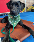 Blooming Daisies Green Dog Bandana - SUNNY TAILS