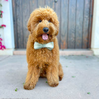 Moss Green Flannel Dog Bow Tie | Snap Over Collar Bow Tie | Shop Sunny Tails