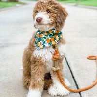 Simply The Zest Oranges Dog Bandana