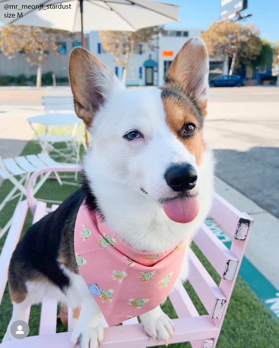 Just Keep Swimming Turtles Dog Bandana | Pink Dog Bandana | Shop Sunny Tails