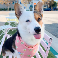 Just Keep Swimming Turtles Dog Bandana | Pink Dog Bandana | Shop Sunny Tails
