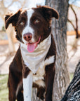 Dandelions Dog Bandana - SUNNY TAILS