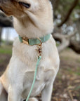 Pistachio Green Waterproof Dog Collar | Sage Green Dog Collar | Available in 3 Sizes | Durable Dog Collars | Shop Sunny Tails
