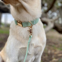 Pistachio Green Waterproof Dog Collar | Sage Green Dog Collar | Available in 3 Sizes | Durable Dog Collars | Shop Sunny Tails