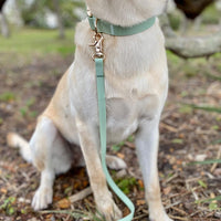 Pistachio Green Waterproof Cloud Dog Leash - SUNNY TAILS