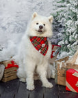 Christmas Flannel Teddy Bear Dog Bandana - SUNNY TAILS