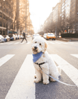 Blue Herringbone Flannel Teddy Bear Dog Bandana - SUNNY TAILS