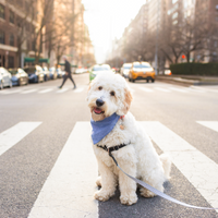 Blue Herringbone Flannel Dog Bandana | Teddy Bear Dog Bandana | Shop Sunny Tails