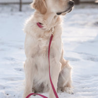 Mulberry Burgundy Waterproof Cloud Dog Leash - SUNNY TAILS