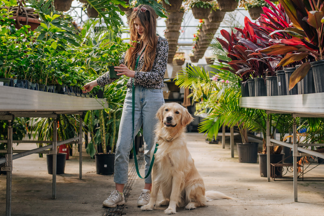 Mulberry Burgundy Convertible Hands Free Cloud Dog Leash | Multifunctional, Waterproof, and Lightweight Dog Leash | Shop Sunny Tails