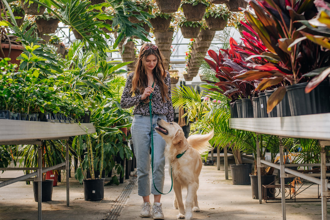 Mulberry Burgundy Wide 4-in-1 Convertible Hands Free Cloud Dog Leash