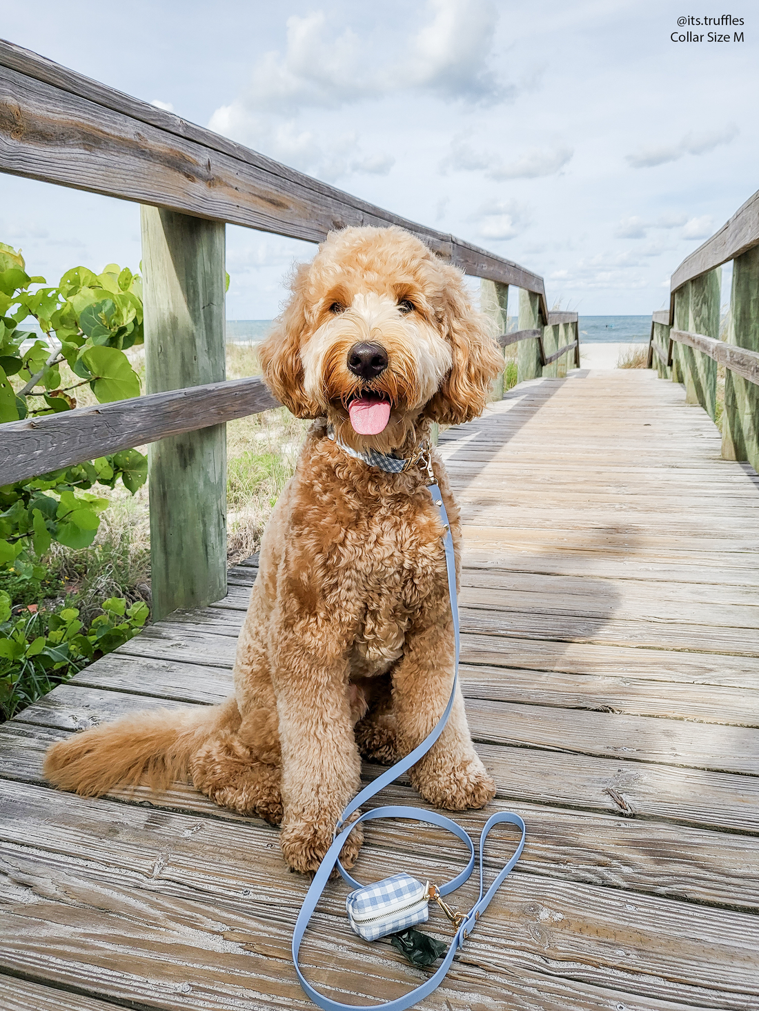 Malibu Blue Gingham Dog Collar | Light Blue Gingham Collar | Available in 3 Sizes | Durable Dog Collars | Shop Sunny Tails