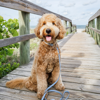 Malibu Blue Gingham Dog Collar | Light Blue Gingham Collar | Available in 3 Sizes | Durable Dog Collars | Shop Sunny Tails