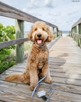 Malibu Blue Waterproof Cloud Dog Leash | Lightweight PVC Leash | Odor Proof, Stink Proof, and Durable Dog Lead | Available in 3 Lengths