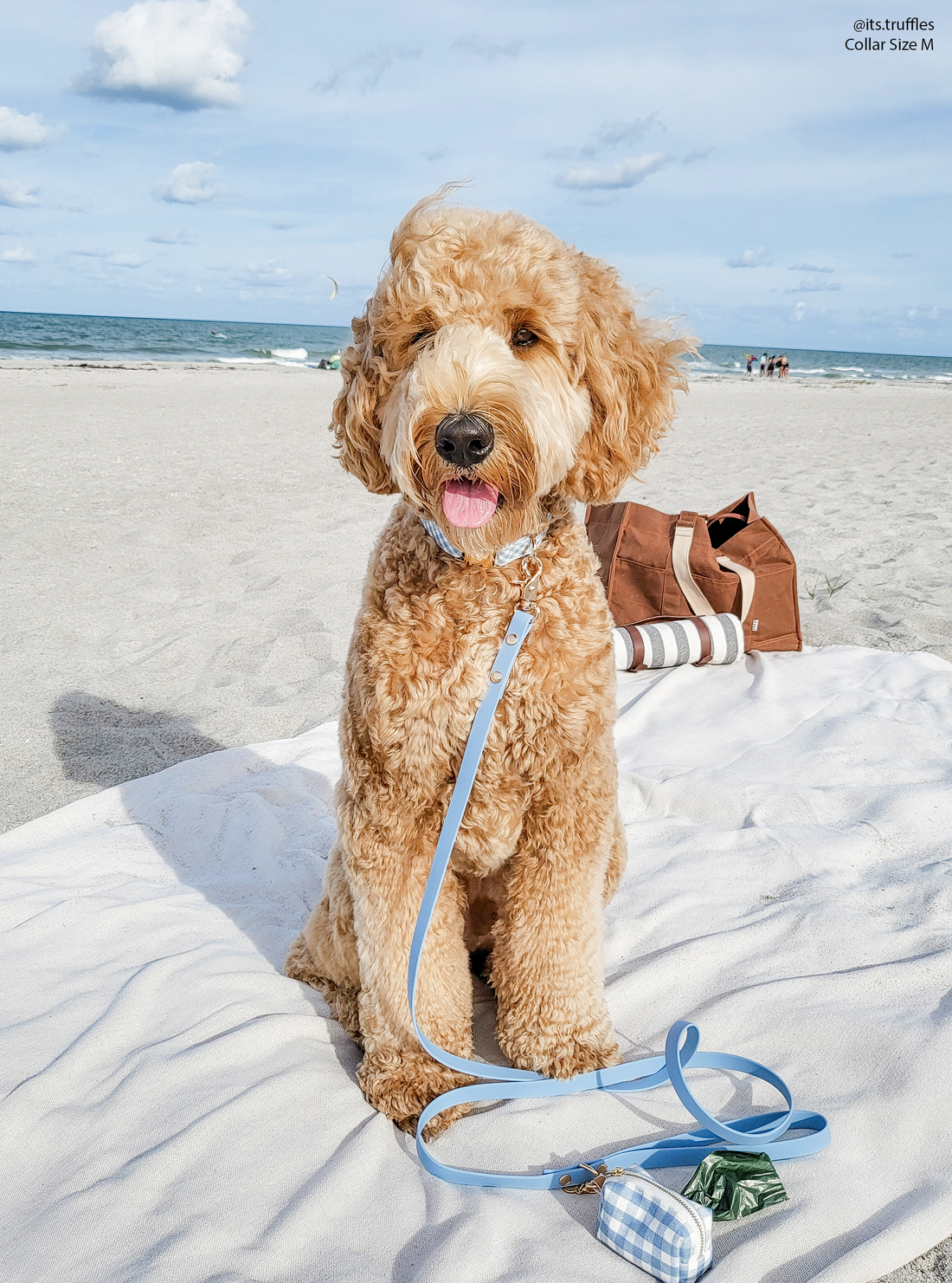 Malibu Blue Gingham Dog Collar | Light Blue Gingham Collar | Available in 3 Sizes | Durable Dog Collars | Shop Sunny Tails