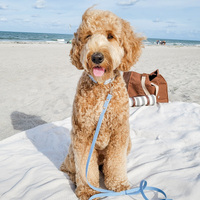 Malibu Blue Gingham Dog Collar | Light Blue Gingham Collar | Available in 3 Sizes | Durable Dog Collars | Shop Sunny Tails