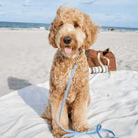 Malibu Blue Waterproof Cloud Dog Leash - SUNNY TAILS