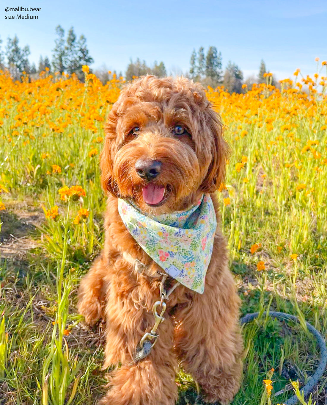 Flower Fields Dog Bandana