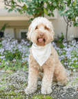 Khaki Adventures Dog Bandana - SUNNY TAILS