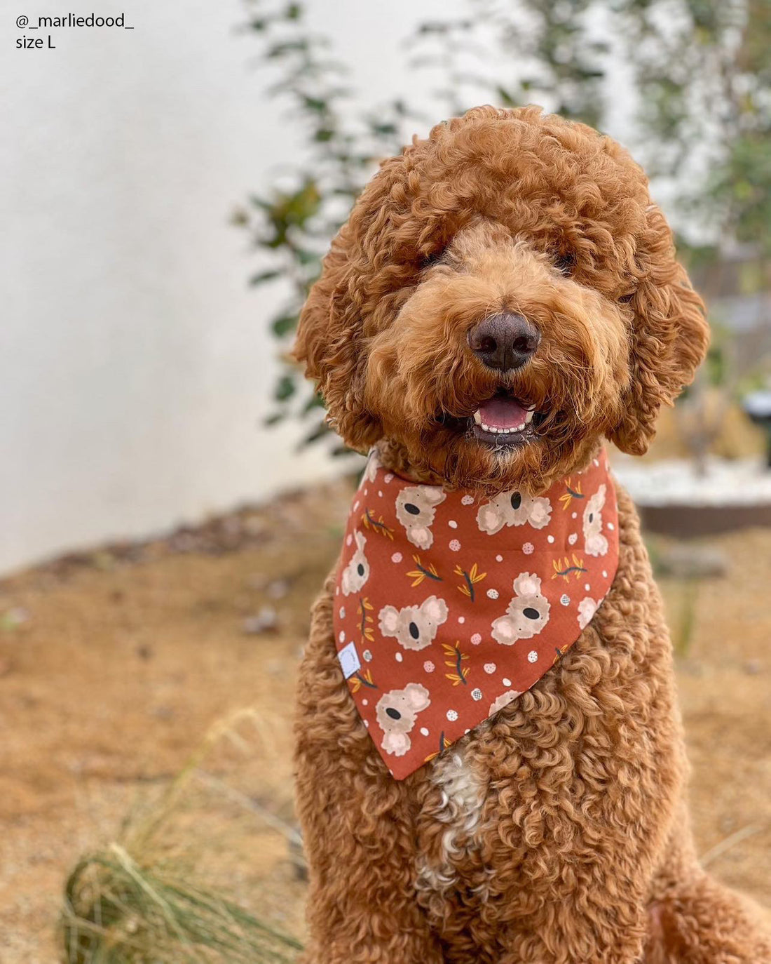 Koality Friends Koala Dog Bandana | Snap on bandana | Dog Scarf | Shop Sunny Tails | Dog Accessories