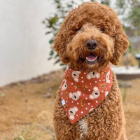 Koality Friends Koala Dog Bandana | Snap on bandana | Dog Scarf | Shop Sunny Tails | Dog Accessories