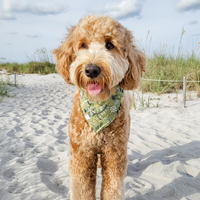 Embroidered Greenhouse Green Dog Bandana