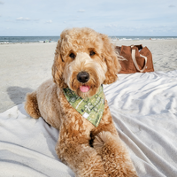 Embroidered Greenhouse Green Dog Bandana