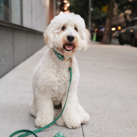 Meadow Green Waterproof Cloud Dog Leash | Lightweight PVC Leash | Odor Proof, Stink Proof, and Durable Dog Lead | Available in 3 Lengths