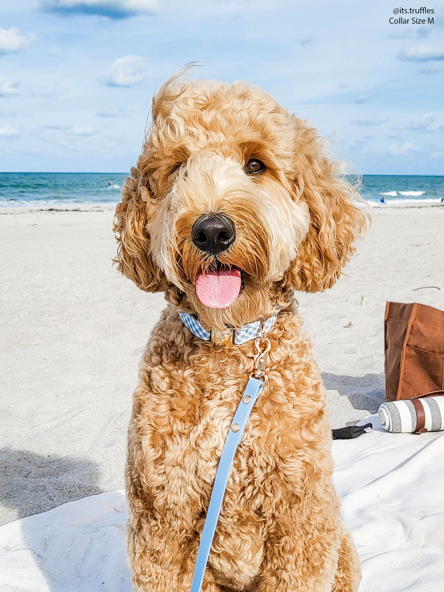Malibu Blue Waterproof Cloud Dog Leash | Lightweight PVC Leash | Odor Proof, Stink Proof, and Durable Dog Lead | Available in 3 Lengths