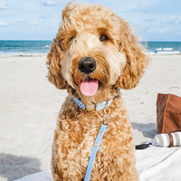 Malibu Blue Waterproof Cloud Dog Leash | Lightweight PVC Leash | Odor Proof, Stink Proof, and Durable Dog Lead | Available in 3 Lengths