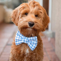 Periwinkle Blue Gingham Dog Bow Tie | Spring Snap Over Collar Bow Tie | Shop Sunny Tails