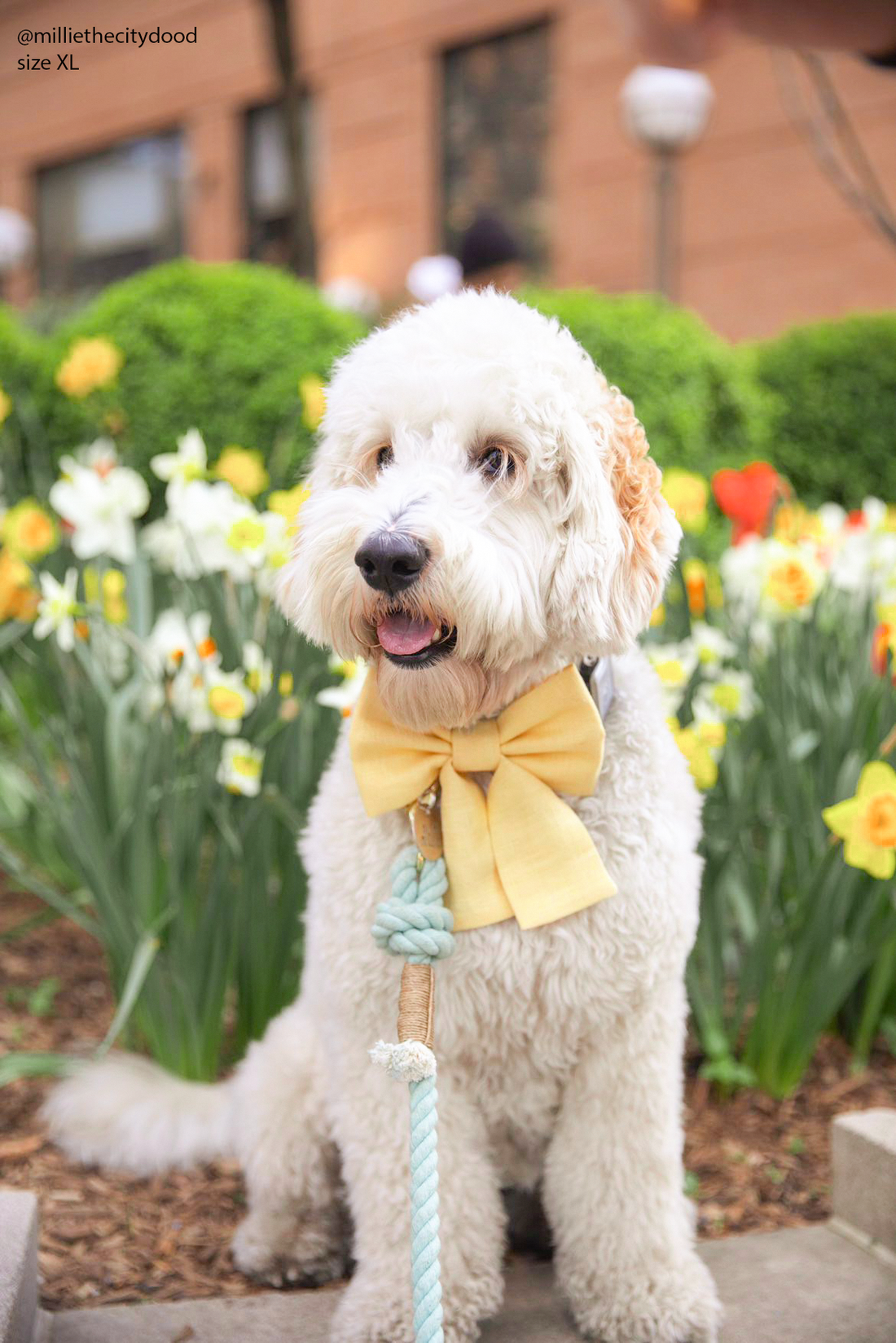 Yuzu Yellow Linen Dog Sailor Bow