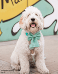 Matcha Sage Green Linen Dog Sailor Bow - SUNNY TAILS