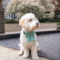 Sage Green Linen Matcha Dog Sailor Bow | Snap Over Collar Dog Bow | Shop Sunny Tails