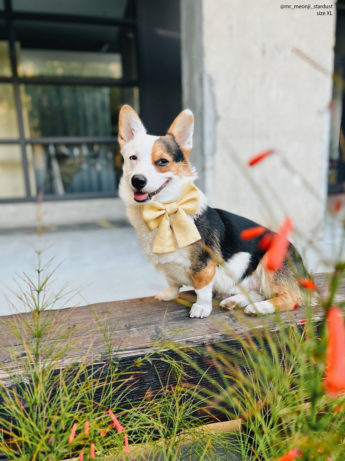 Yuzu Yellow Linen Dog Sailor Bow