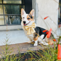 Yuzu Yellow Linen Dog Sailor Bow